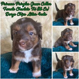 Pringles - female Australian Mountain Doodle puppy in Port Orchard, Washington from Yukon Harbor Doodles
