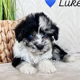 Aussiedoodles, Australian Shepherds, Goldendoodles, and Sheepadoodles from V6 Ranch Dogs