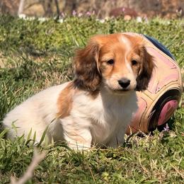 Bliss - Piebald female Dachshund puppy in Ramona, Oklahoma from Schmitt Dachshunds