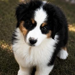 Angus - Black & white male Miniature American Shepherd puppy in Snyder, Texas from RLA Miniature American Shepherds