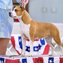 Alice - American Staffordshire Terrier