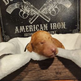 Magnum - Red  male Goldendoodle puppy in Tazewell, Tennessee from Legacy Bostons and Goldendoodles