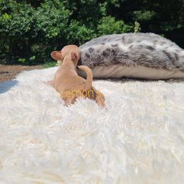 Chihuahua Puppies from Lemon's Full of Flaws Chihuahuas