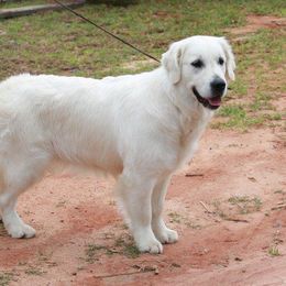 Golden Retriever All Grown Up from White Sand Golden Retrievers