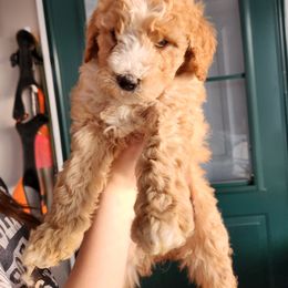 Goldendoodle Puppies from Deerbrook Goldendoodles