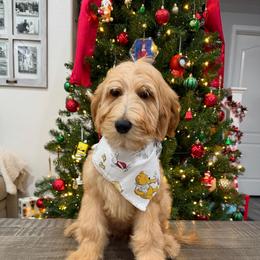 Light Pink - Apricot female Goldendoodle puppy in Bakersfield, California from Lavish Doodles