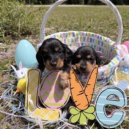 Dachshund Puppies from Dixie Dachshund Delights