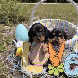 Dachshund Puppies from Dixie Dachshund Delights