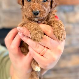 Frosty - Apricot male Cavapoo puppy in Sugar City, Idaho from Taylor's Cavapoos