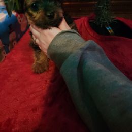 Yorkshire Terrier Puppies from Southern Gem Yorkies