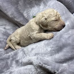 Bernedoodle Puppies from Bruce and Emma Doodles