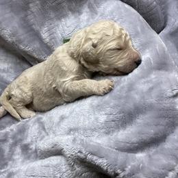 Bernedoodle Puppies from Bruce and Emma Doodles