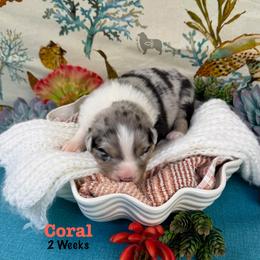 Coral - Blue merle female Australian Shepherd puppy in El Dorado Springs, Missouri from OR Aussies