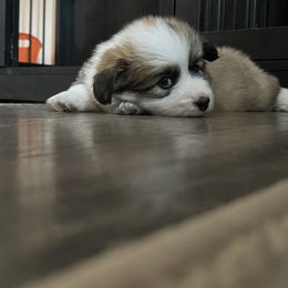Pembroke Welsh Corgi Puppies from Zugspitze Corgis