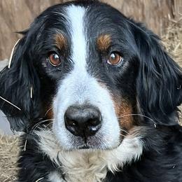 Marley - Bernese Mountain Dog