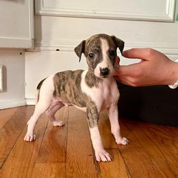 Fievel - Red brindle male Whippet puppy in Clinton, Tennessee from Ivanhoe Borzoi