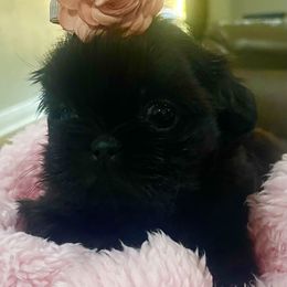 Cavapoo and Shihpoo Puppies from Haus of Doodles