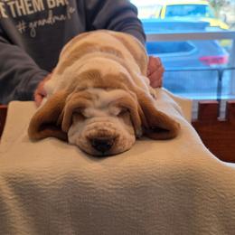 Male 1 - Black brown and white male Basset Hound puppy in Greenleaf, Idaho from Happy Acre Bassets