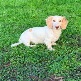 Rosie - Dachshund