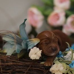 Australian Labradoodle Puppies from Majestic Labradoodles