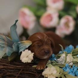 Australian Labradoodle Puppies from Majestic Labradoodles