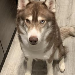 Siberian Huskies from WolfCreek Siberians