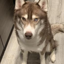 Siberian Huskies from WolfCreek Siberians