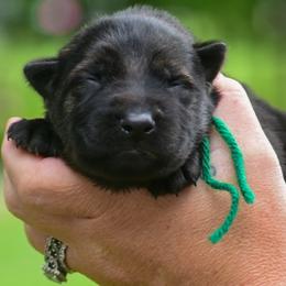 Green boy - Bi-color male German Shepherd puppy in Clarkrange, Tennessee from Vom Wolff