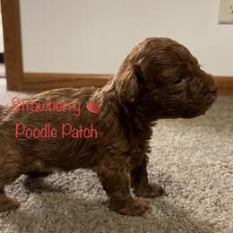 Poodle Puppies from Strawberry Poodle Patch