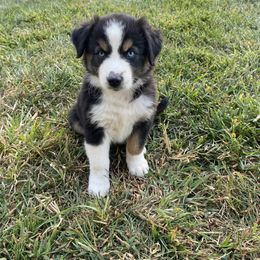 Boy 2 - Black tri-color male Australian Shepherd puppy in Tekonsha, Michigan from Cottage Farm Aussies