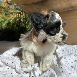 Lyra - Parti female Miniature Schnauzer puppy in Hemet, California from Journee Home Mini Schnauzers