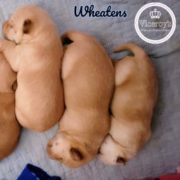 German Shepherd and Scottish Terrier Puppies from Viceroy's Kennel LLC