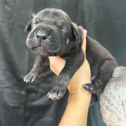 Light blue collar - Black male Great Dane puppy in Corsica, Pennsylvania from Ferguson Family Danes LLC