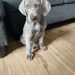 Weimaraner Puppies from Rowan’s Weimaraners