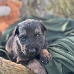 Lorcan - Bi-color male German Shepherd puppy in Dover, Delaware from Fornax