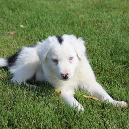 Border Collie Puppies from Forthright Border Collies