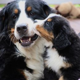 Bernese Mountain Dogs from Swiss Star Farms