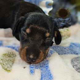 Cash - Black and tan male Dachshund puppy in Bergen, New York from T. Rex Doxies & Friends