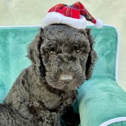 Oreo - Black male Goldendoodle puppy in De Bary, Florida from Lena’s “Christmas Cookies”