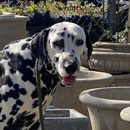 Kit - Dalmatian