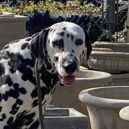 Kit - Dalmatian