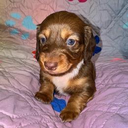 AKC female 2 - Chocolate female Dachshund puppy in Knoxville, Tennessee from Thea's Puppies
