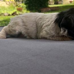 Cowgirl (black and white) - Black and white female Schnoodle puppy in Milton Freewater, Oregon from Rose Brook Family Farms