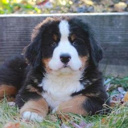 Bernese Mountain Dogs from Deb Tully's Bernese Mountain Dogs