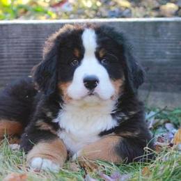 Bernese Mountain Dogs from Deb Tully's Bernese Mountain Dogs