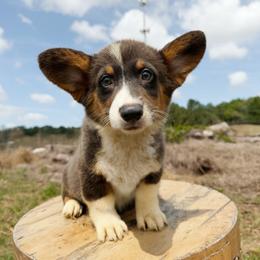Vee (Financing Available) - Blue female Pembroke Welsh Corgi puppy in Inverness, Florida from Canaan Farm Corgis