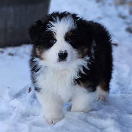 Ham - Black tri-color male Australian Shepherd puppy in Fort Wayne, Indiana from Grand Ridge Australian Shepherds