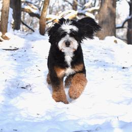 Ollie - Bernedoodle