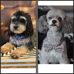 Aussiedoodle puppies from Ramirez Family Doodles