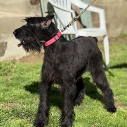 Keiko - Giant Schnauzer